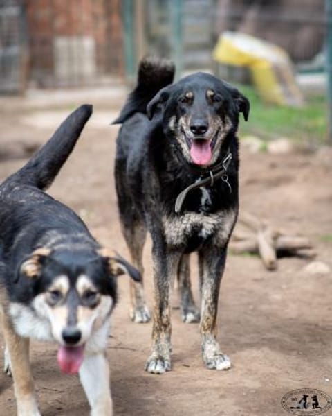 ROMKA - treueste Seele