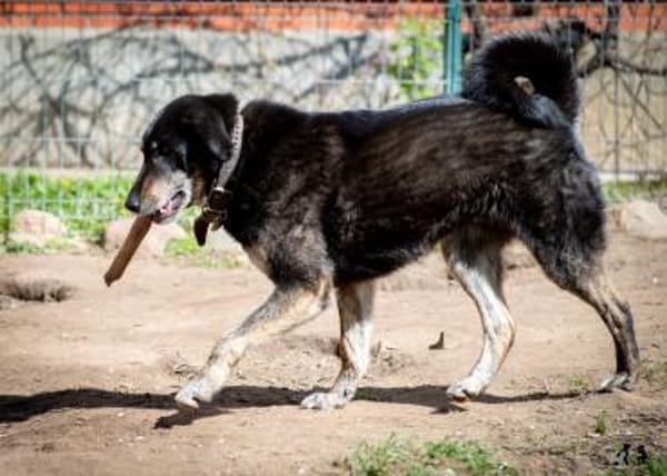 ROMKA - treueste Seele