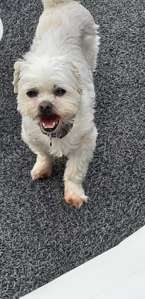 Die süße Elsa sucht ein neues Zuhause