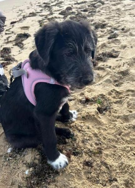 Blake ein kleiner Juwel