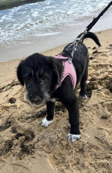 Blake ein kleiner Juwel