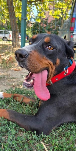 Tobi, ein toller kinderlieber Rüde