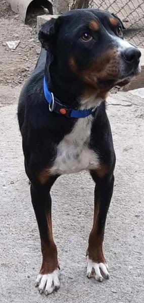 Tobi, ein toller kinderlieber Rüde