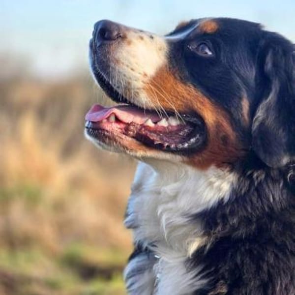 Elfie - verspielt,aufgeweckt&neugierig