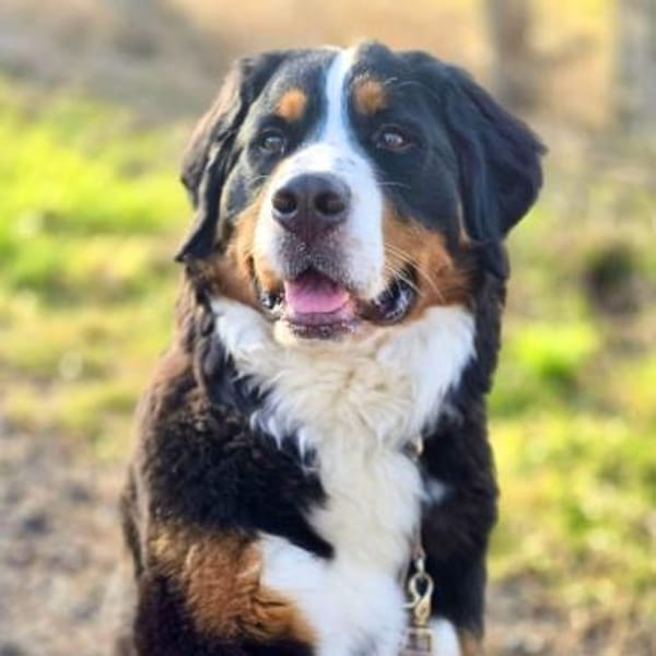 Elfie - verspielt,aufgeweckt&neugierig