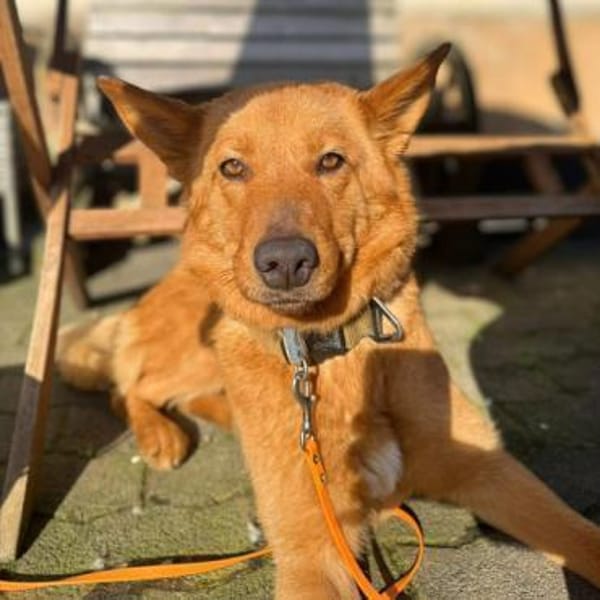 Raya - ist liebevoll&anhänglich