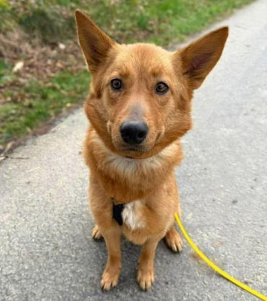 Raya - ist liebevoll&anhänglich