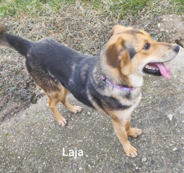 Laja, ein wahrer Sonnenschein..