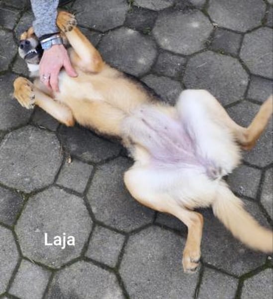 Laja, ein wahrer Sonnenschein..