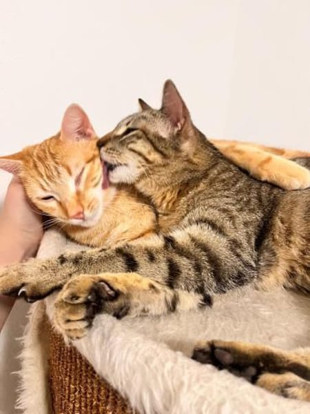 Viana & Fortim  unzertrennliches Katzen