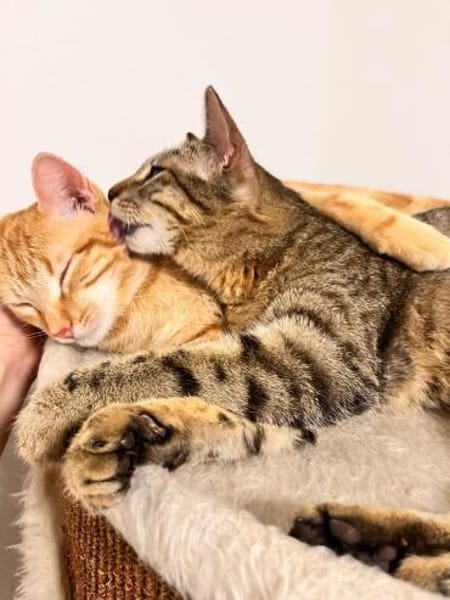 Viana & Fortim  unzertrennliches Katzen