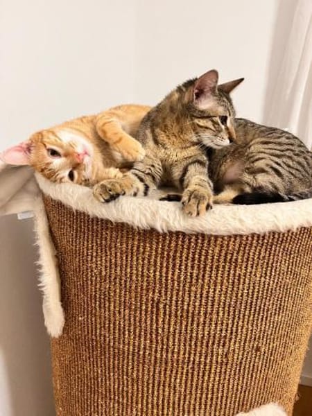 Viana & Fortim  unzertrennliches Katzen