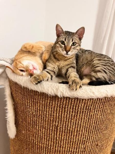 Viana & Fortim  unzertrennliches Katzen