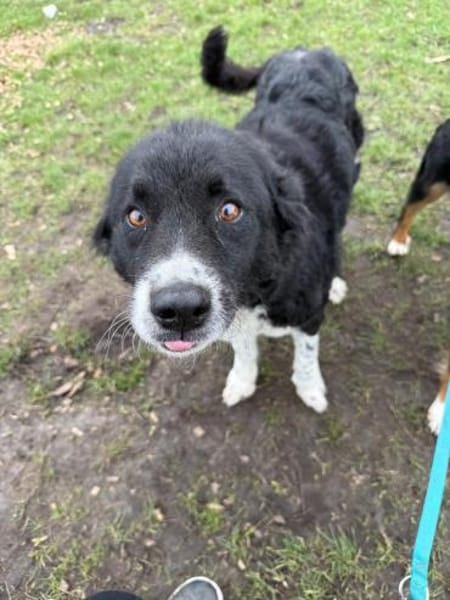 Die liebevolle Schredder