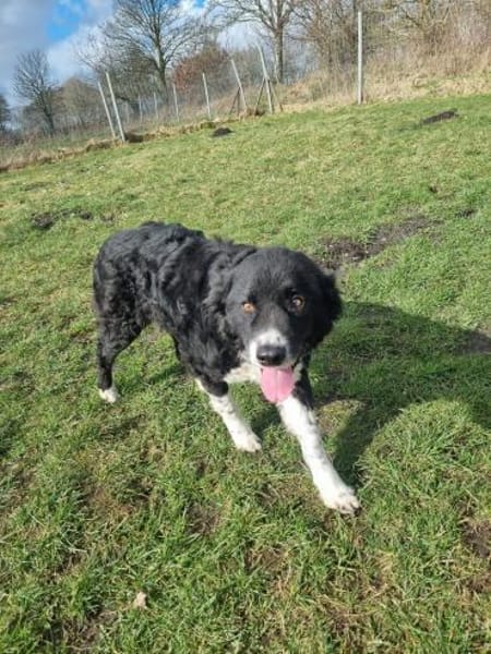 Die liebevolle Schredder