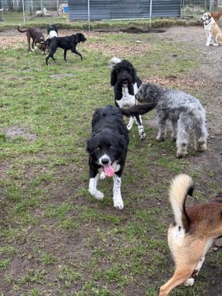 Die liebevolle Schredder