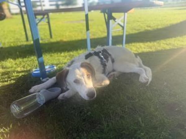 Benny sucht dringend ein Zuhause