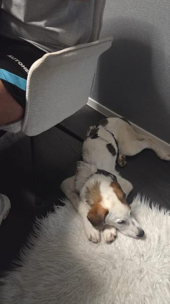 Benny sucht dringend ein Zuhause