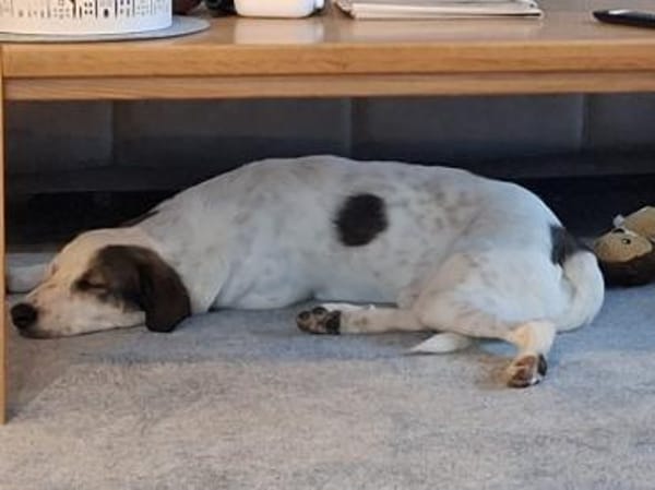 Benny sucht dringend ein Zuhause