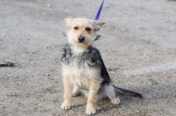 Lucia - lieb & verschmust