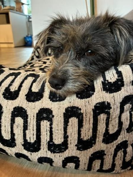 Fritzi auf Pflege in Wiesbaden sucht