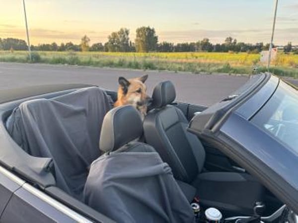 BENJI aus Sibirien auf PS in Berlin