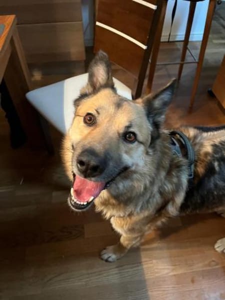 BENJI aus Sibirien auf PS in Berlin