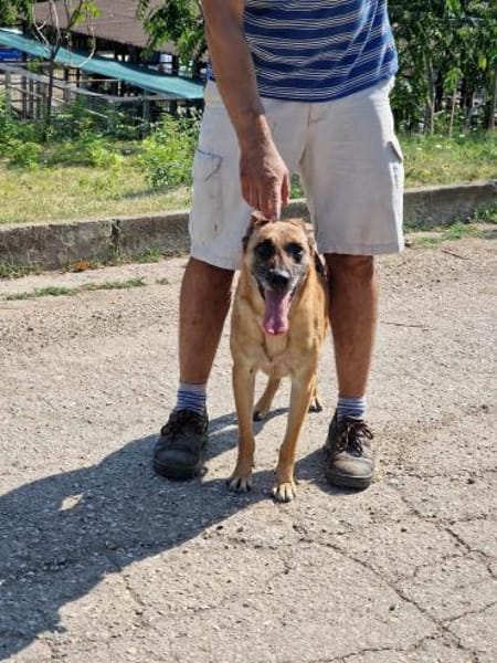 Dringend‼ RUBY im 91616 Neusitz 🆘