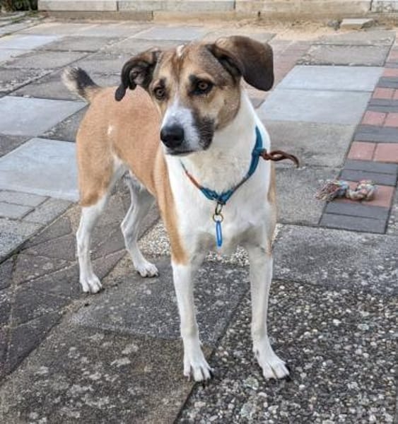 Beautiful Lisa sucht ihre Menschen