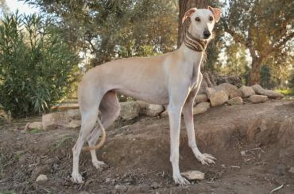 Darf Kiska deine Heldin sein?