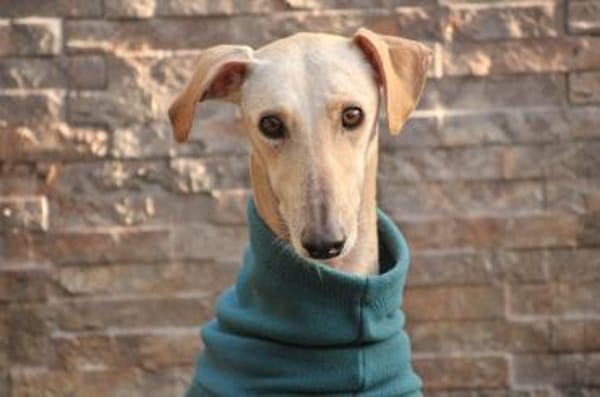 Darf Kiska deine Heldin sein?