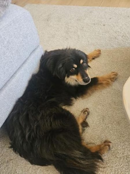 Lio - sanft und neugierig - in DE