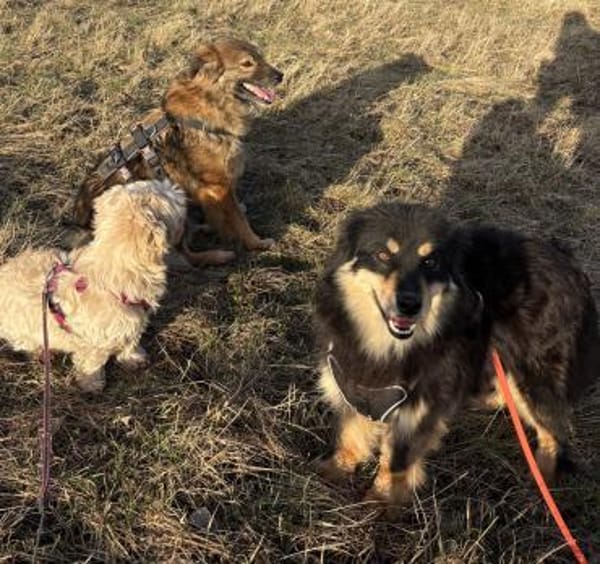 Lio - sanft und neugierig - in DE