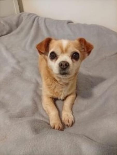 Lizy 20 cm (Pflegestelle)