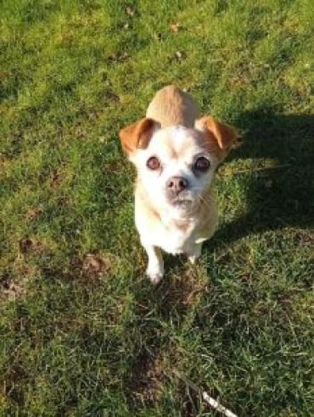 Lizy 20 cm (Pflegestelle)