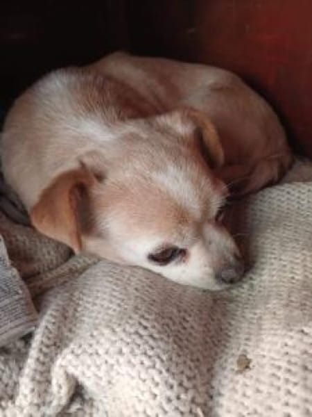 Lizy 20 cm (Pflegestelle)