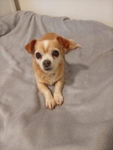 Lizy 20 cm (Pflegestelle)