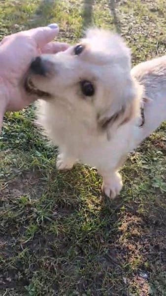 süße kleine Rubi auf PS in 92278