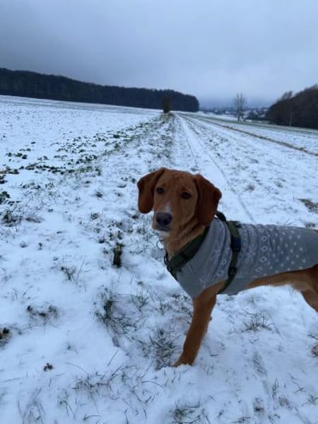 ARTHOS - gierig nach Aufmerksamkeit