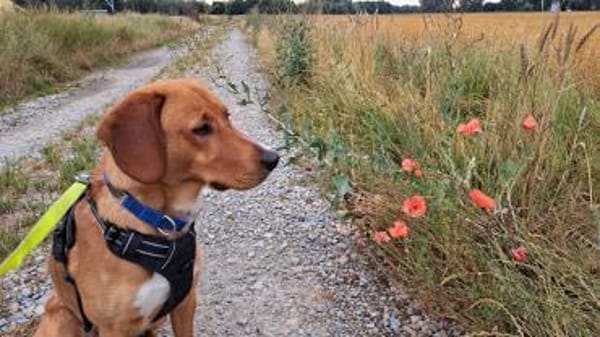 ARTHOS - gierig nach Aufmerksamkeit