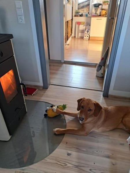 ARTHOS - gierig nach Aufmerksamkeit