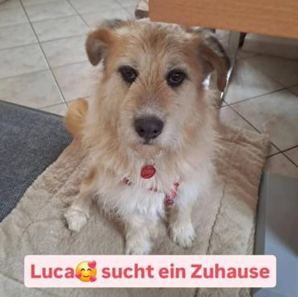 Luca sucht seine ❤ Menschen