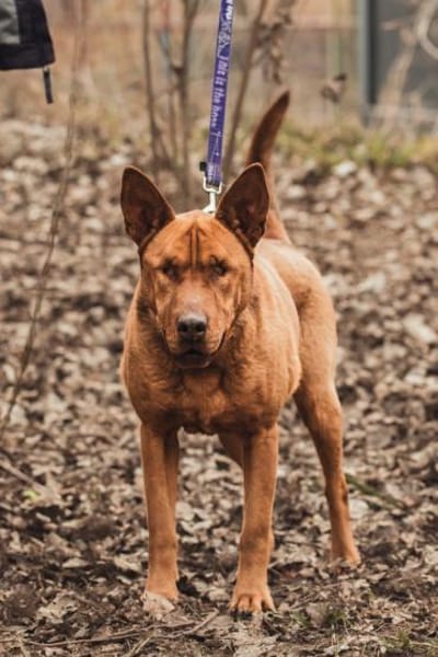 Solo - liebe, nette, blinde Hündin