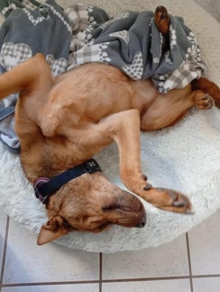 Solo - liebe, nette, blinde Hündin