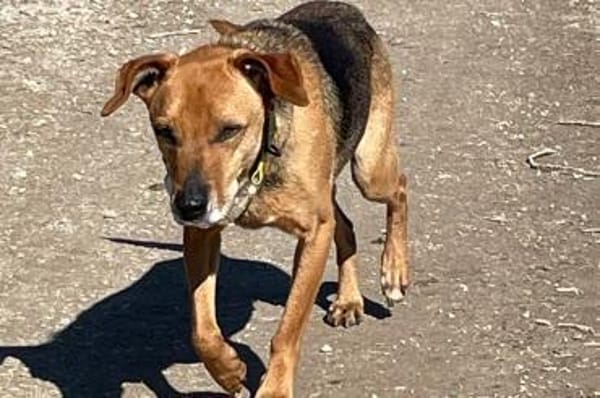 Amilcare -  wartet in 84056 Rottenburg