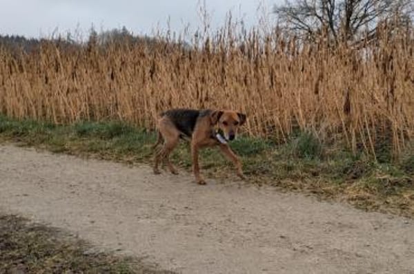 Amilcare -  wartet in 84056 Rottenburg