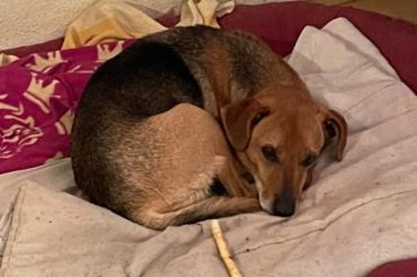 Amilcare -  wartet in 84056 Rottenburg