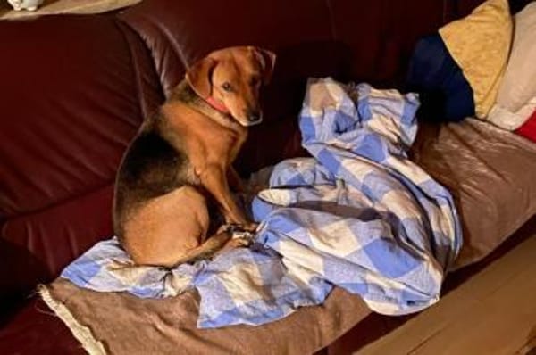 Amilcare -  wartet in 84056 Rottenburg