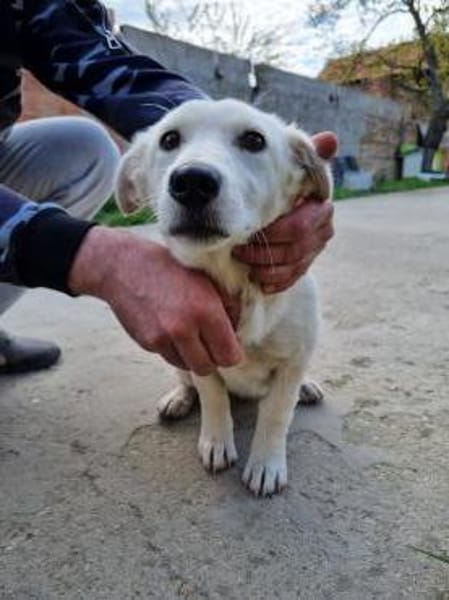 SAMA - geb. ca. 08/2022