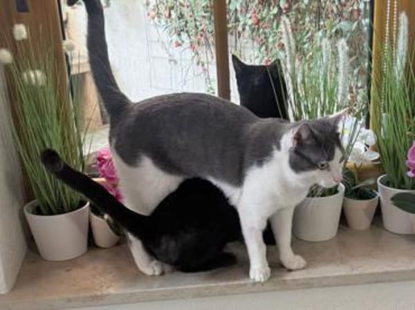 Geben Sie kleinem Sole ein Zuhause?